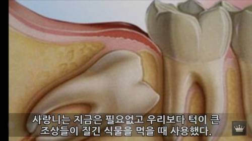 인간의 몸에 남은 진화의 흔적.jpg