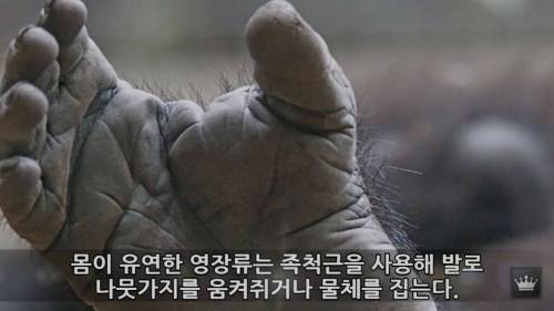 인간의 몸에 남은 진화의 흔적.jpg