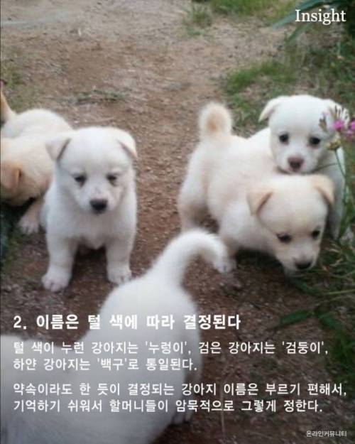 가볍게 살펴보는 시골 강아지들의 특징