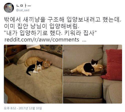 가족이 지맘대로 고양이 입양함;.jpg