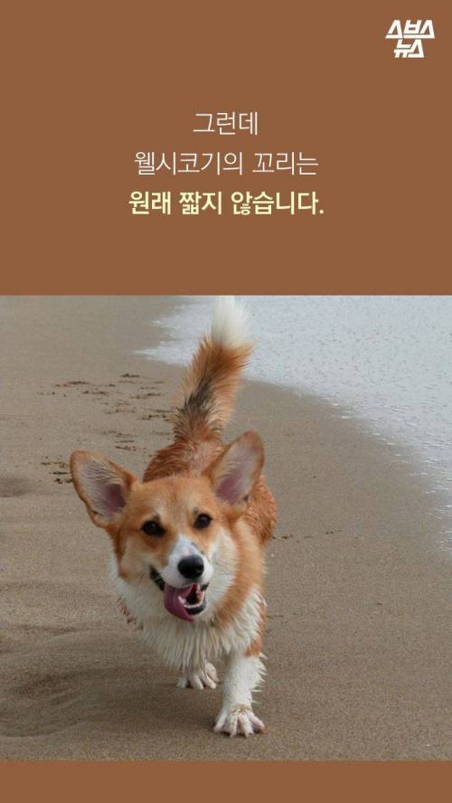 웰시코기의 꼬리..jpg