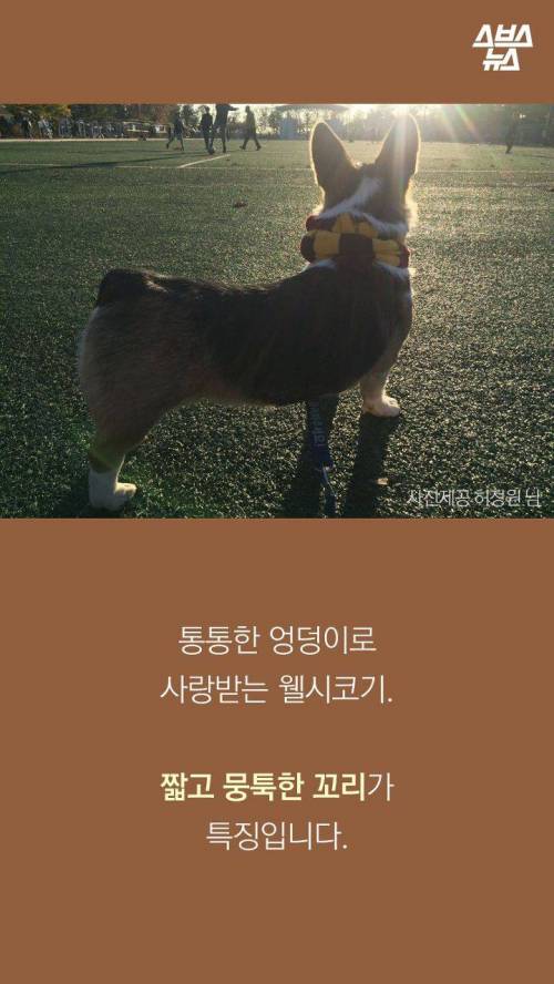 웰시코기의 꼬리..jpg