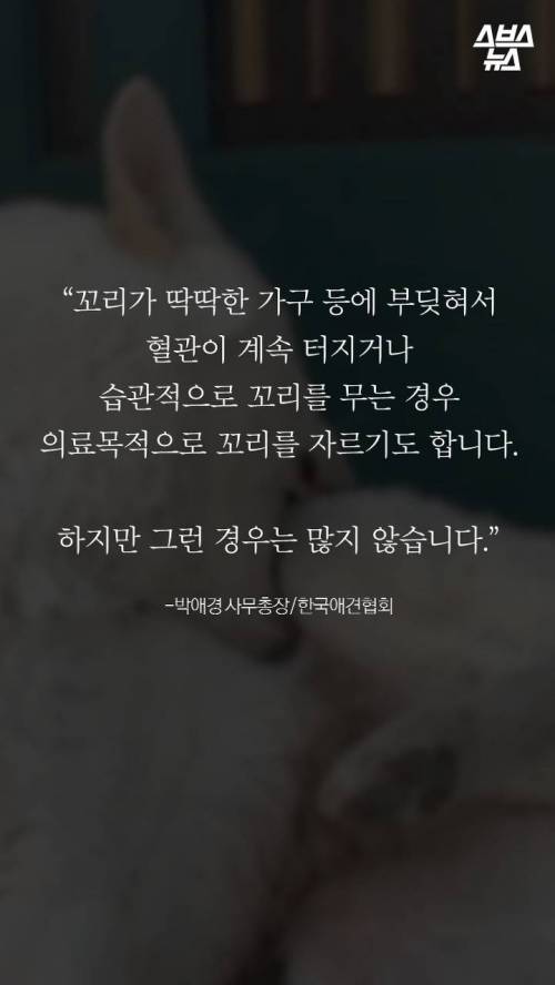 웰시코기의 꼬리..jpg