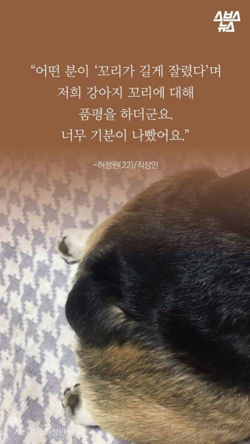 웰시코기의 꼬리..jpg