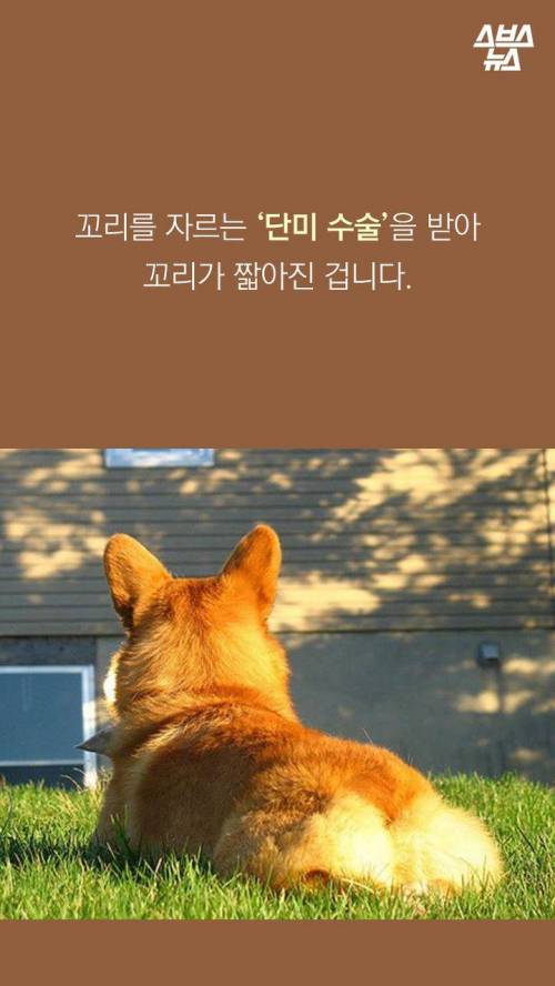 웰시코기의 꼬리..jpg