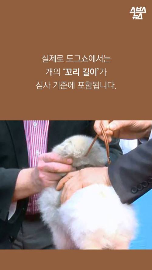 웰시코기의 꼬리..jpg