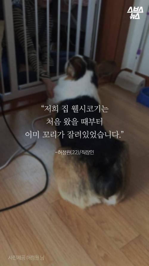 웰시코기의 꼬리..jpg