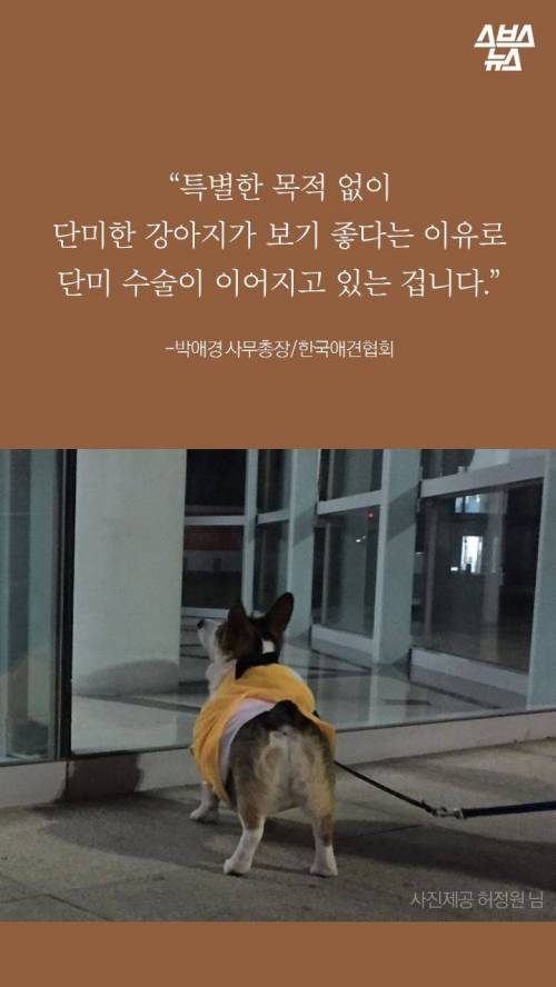 웰시코기의 꼬리..jpg