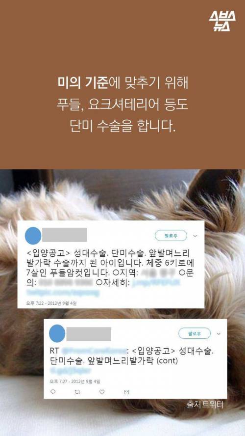 웰시코기의 꼬리..jpg