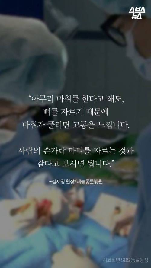 웰시코기의 꼬리..jpg