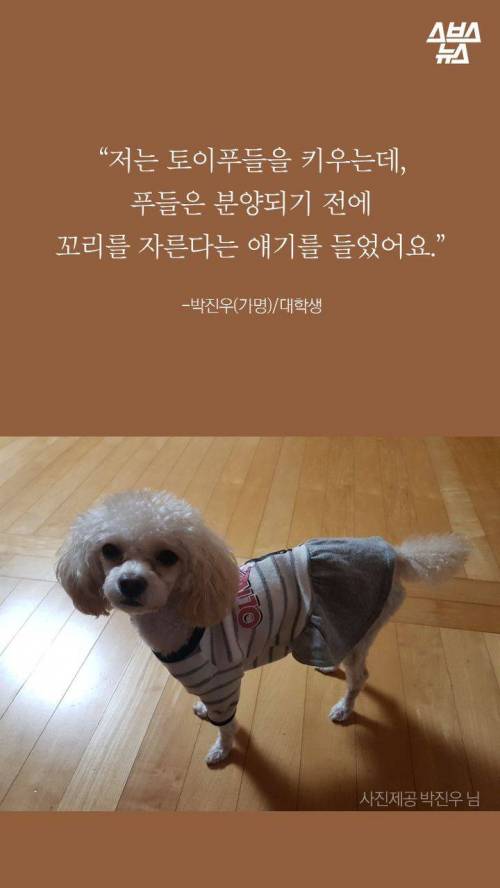 웰시코기의 꼬리..jpg