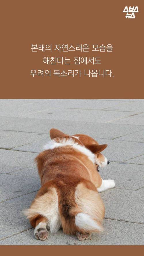 웰시코기의 꼬리..jpg