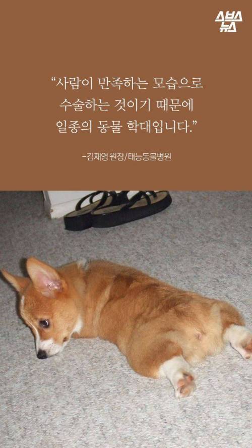 웰시코기의 꼬리..jpg