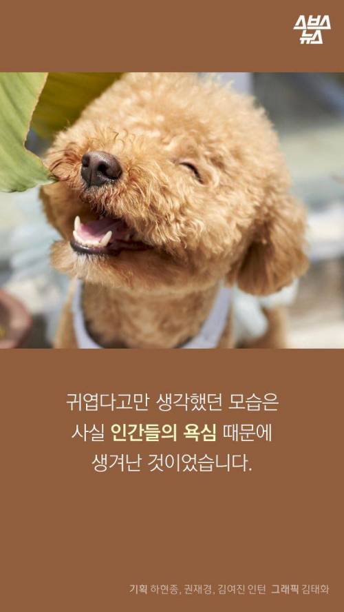 웰시코기의 꼬리..jpg