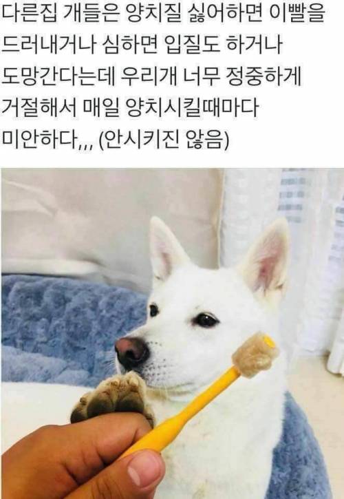 강아지 정중한 거절.jpg