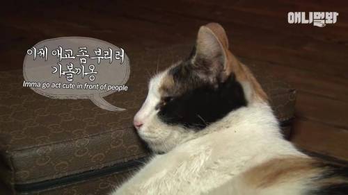 불가마에서 찜질하는 고양이.gif