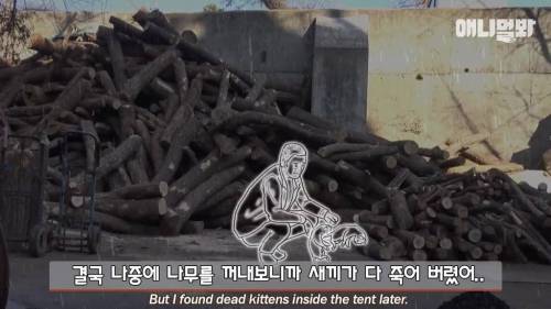 불가마에서 찜질하는 고양이.gif