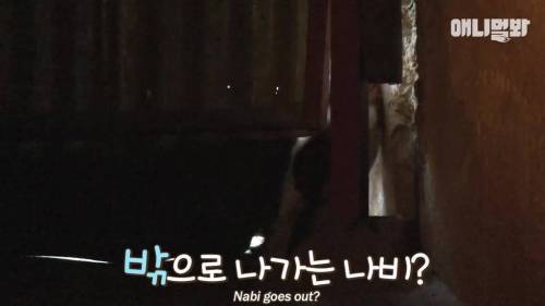 불가마에서 찜질하는 고양이.gif