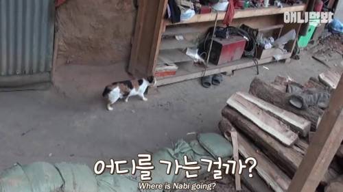 불가마에서 찜질하는 고양이.gif