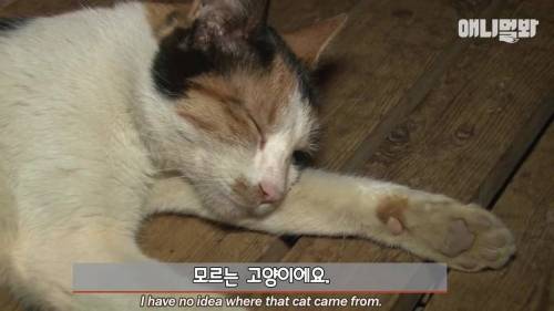 불가마에서 찜질하는 고양이.gif