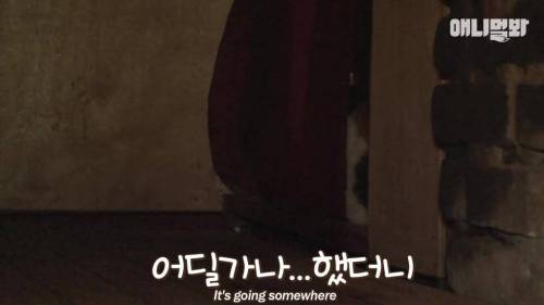 불가마에서 찜질하는 고양이.gif