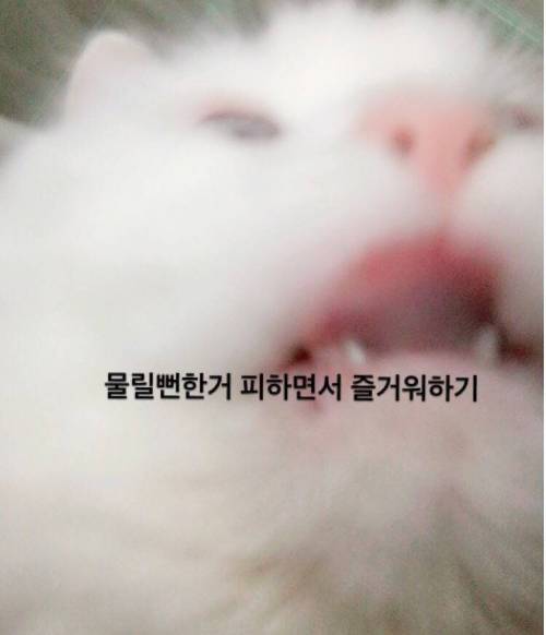 여러분이 고양이에게 하는 짓.twt