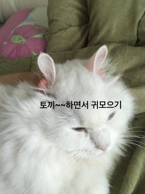 여러분이 고양이에게 하는 짓.twt