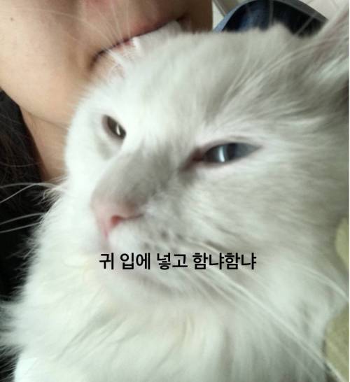 여러분이 고양이에게 하는 짓.twt