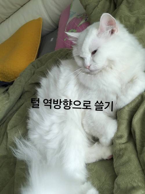 여러분이 고양이에게 하는 짓.twt