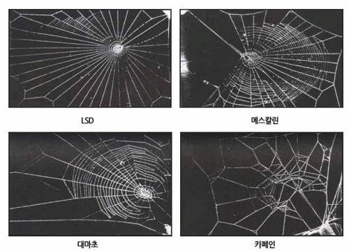 약물에 중독된 거미의 거미집.jpg