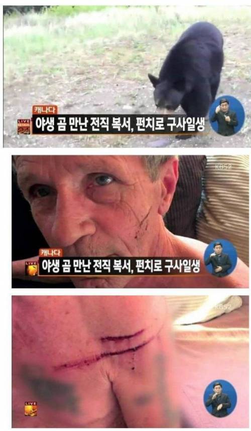 곰이 펀치 날리면 피하고 얼굴 때리면 이김