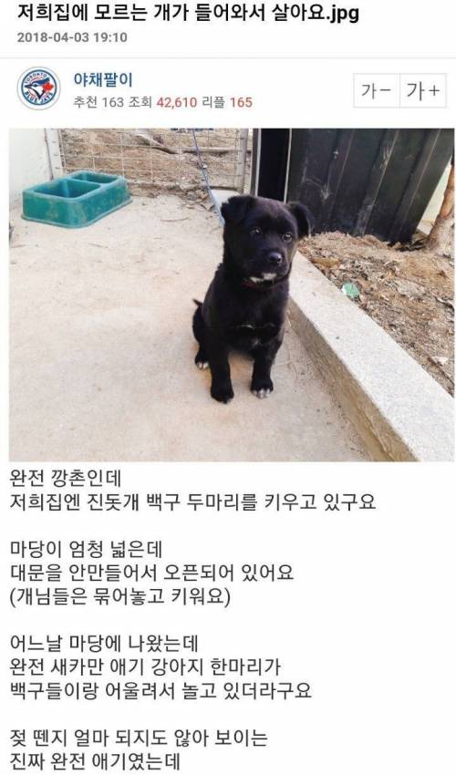 모르는 개가 들어와서 살아요.jpg