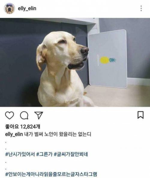 개스타그램.jpg