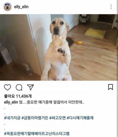 개스타그램.jpg