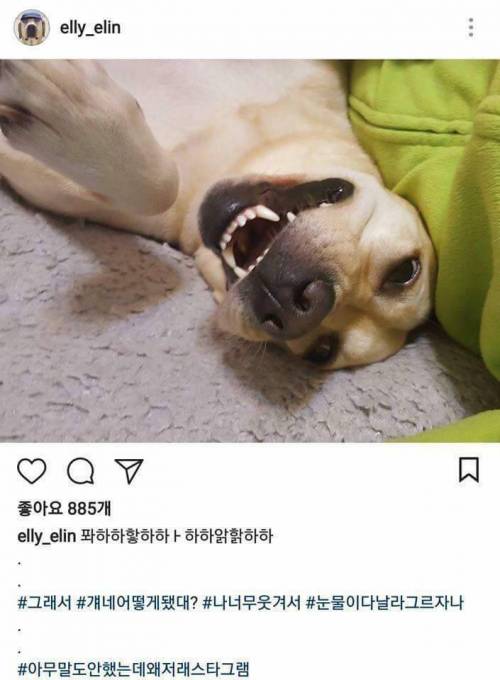 개스타그램.jpg