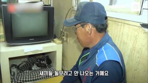 6마리 새끼고양이를 돌보는 강아지.jpg