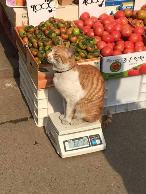 시장 한복판에서 몸무게 공개.jpg