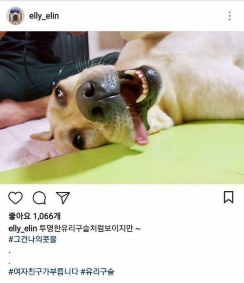 개스타그램.jpg