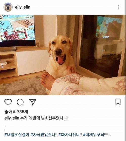 개스타그램.jpg