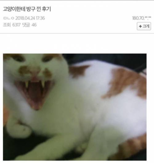 고양이한테 방구 낀 후기.jpg