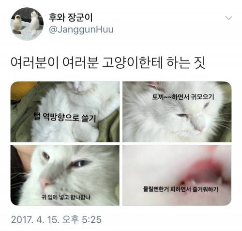 여러분이 고양이에게 하는 짓.twt