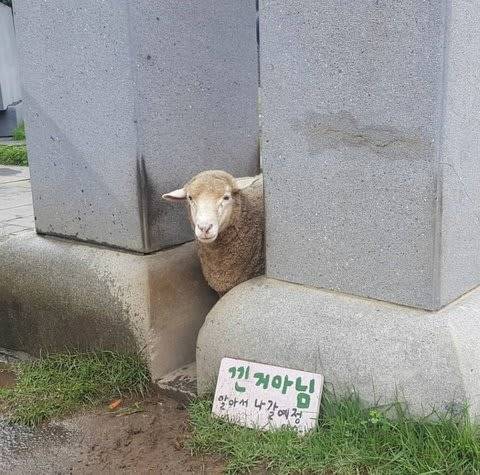 끼인거 아님.jpg