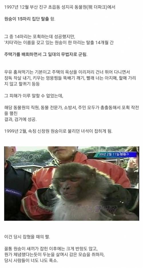 1997년 동물원 원숭이 집단 탈출 사건.jpg