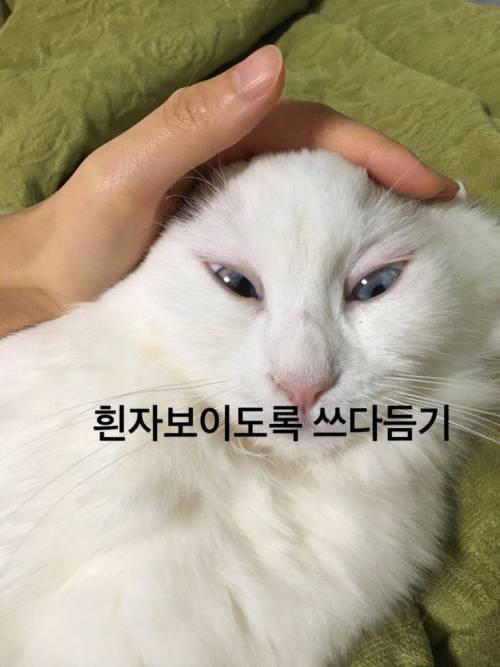 여러분이 고양이에게 하는 짓.twt