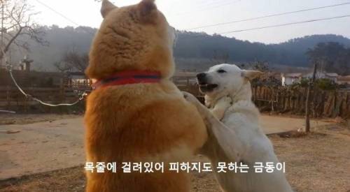 멱살 잡고 싸우는 부부.jpg