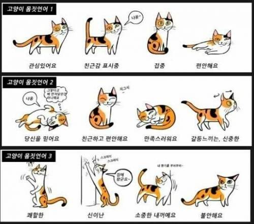 고양이 몸짓언어.jpg