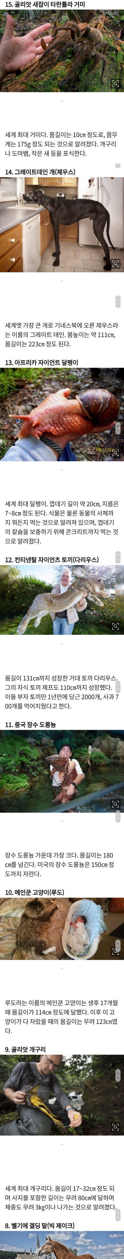 세상에 실존하는 거대 동물.jpg