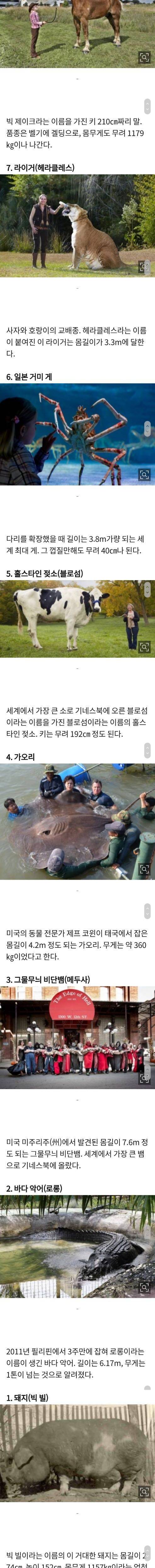 세상에 실존하는 거대 동물.jpg