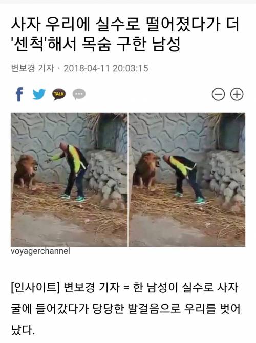 사자우리에 떨어졌는데 쎈척해서 살아남음.jpg