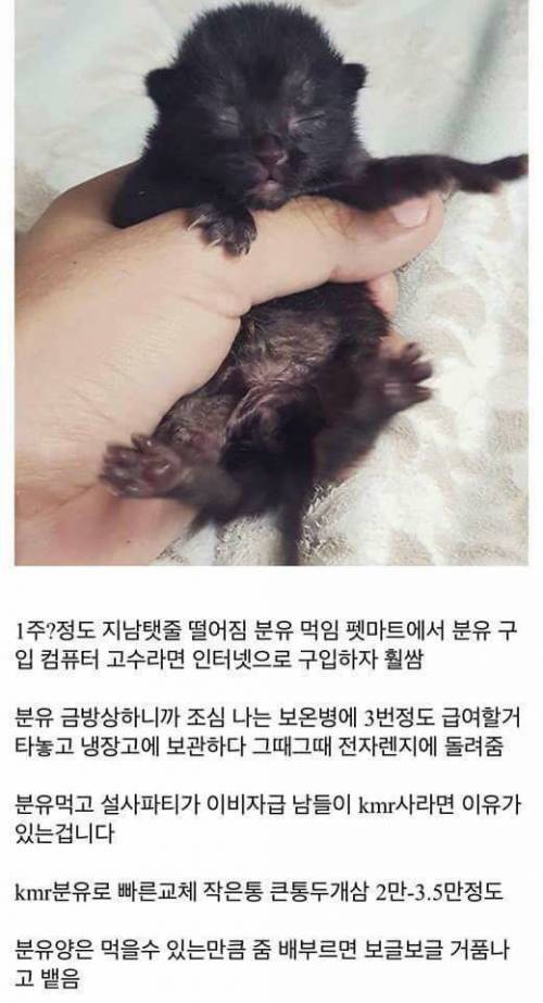 고양이를 만드는 디씨인.jpg